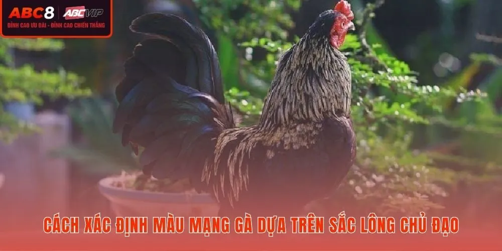 Bốn bước quan sát sắc lông để xác định đúng màu mạng gà
