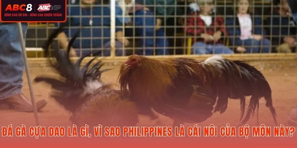 Đá gà cựa dao Philippines nguồn gốc Sabong cùng sức hút trăm năm