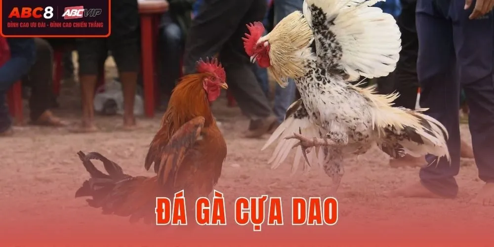 Đá Gà Cựa Dao