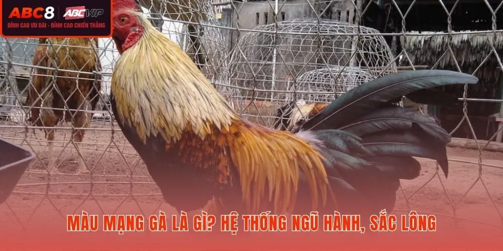 Màu mạng gà theo ngũ hành Kim Mộc Thủy Hỏa Thổ và sắc lông đặc trưng