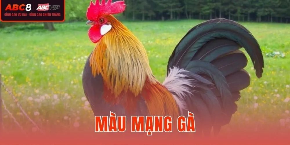Màu Mạng Gà