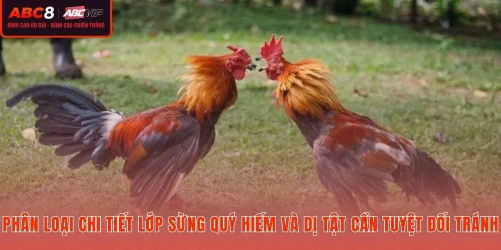 Xem vảy gà đá để phân biệt sừng quý và sừng hư trước khi chọn kê