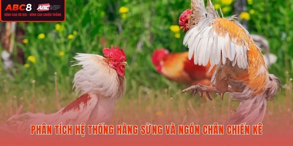 Xem vảy gà đá qua vị trí hàng Nội, hàng Ngoại và bốn ngón chính