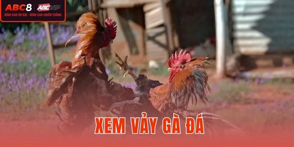Xem Vảy Gà Đá